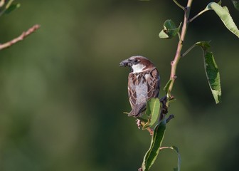 House Sparrow (Passer domesticus), Greece