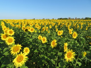 Sunflowers field and clear blue sky. Picturesque rural landscape, concept for production of sunflower oil