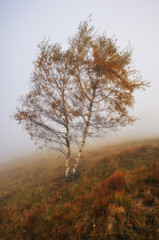 foggy forest. picturesque beech forest. autumn foggy morning