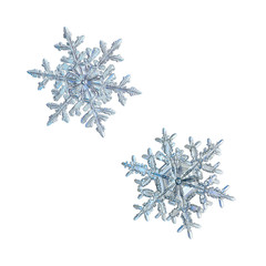Two snowflakes isolated on white background. Macro photo of real snow crystals: elegant stellar...