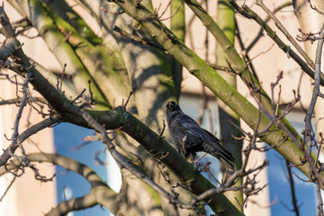 Crow on branch