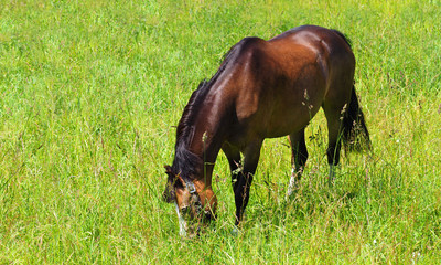 Fototapeta premium Beautiful bay horse grazes in a green meadow, panoramic top view