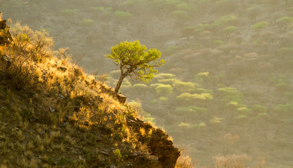 Mopane Baum in Felslandschaft