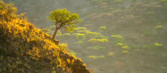 Mopane Baum in Felslandschaft