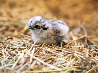 Fototapeta premium Newborn chick in the hay. Easter, nest