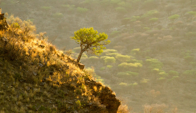 Mopane Baum in Felslandschaft