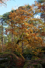 Autumn season on foliage in fontainebleau forest