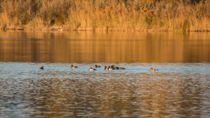 Beautiful autumn view at a pond near Plattling-Bavaria-Germany
