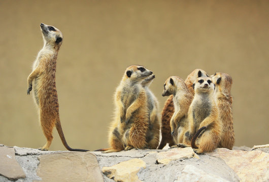 Fototapeta Group of watching surricatas outdoor  