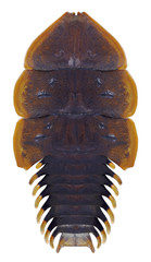 Beetle Platerodrilus ruficollis on a white background