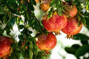 Red pomegranate with green leaves on a tree.