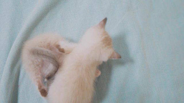two little white kitty kittens play fighting on the bed funny video. white cats two kitten playing sleeps bite each lifestyle other. little cat cute beautiful kittens concept