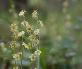 Delicate flowers of the Naked Miterwort wildflower plant in a boreal bog