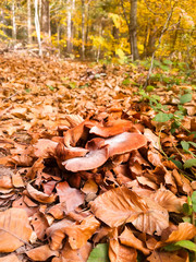Cep Mushroom Growing in Autumn Forest. Mushroom picking
