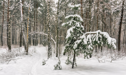 walk in the woods. first snow. autumn colors. coldly.