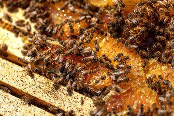 Pests in beehive 