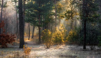 walk in the woods. first snow. autumn colors. coldly. sunlight. Sun rays. frost. morning.
