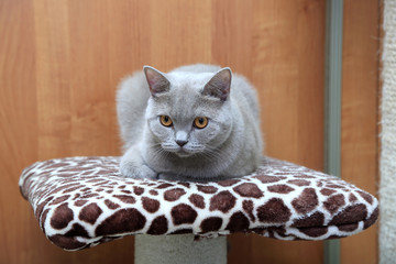Rasowy szary kot brytyjski w mieszkaniu na drapaku. - obrazy, fototapety, plakaty