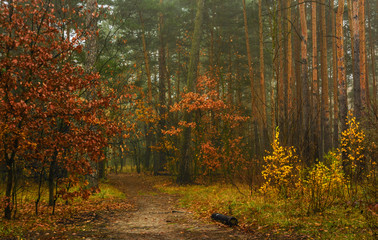 walk in the autumn forest. autumn colors. autumn fogs. melancholy.