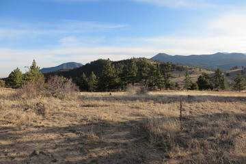 landscape with trees