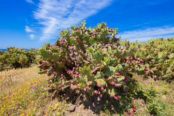 green plants cactus opuntia ficus-indica (also named Cactus Pear, Nopal, fig opuntia, Barbary fig,...