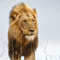 Portrait of a dominant male lion in the rain in Kruger National Park in South Africa