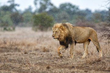 Naklejka premium Dominant male lion walking in the rain in Kruger National Park in South Africa