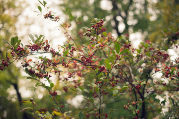 A bush full of red berries and green leaves