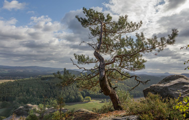 Fototapeta na wymiar Krüppelkiefer im Elbsandsteingebirge