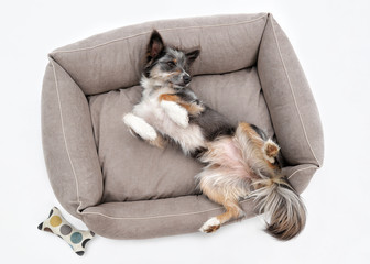 Hütehund Mischling liegt im Hundebett auf dem Rücken, Aufsicht, weißer Hintergrund, Studiofoto