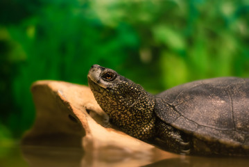 portrait of european pond turtle in a terrarium, most of the frame is blurred