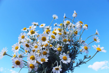 beautiful bouquet with white camomiles