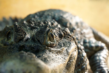 live crocodile in the terrarium - the eye is in focus, the rest is blurry