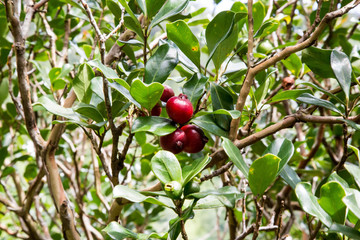 Erdbeerguave, Auf dem Ka'au Crater Trail, Oahu, Hawaii