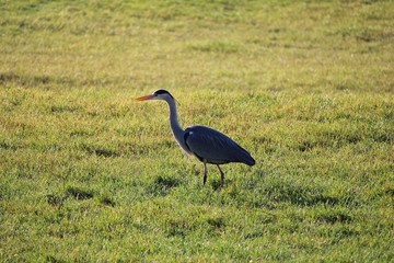 great blue heron