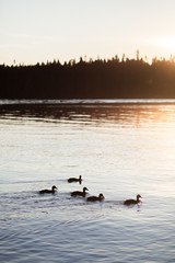 ducks on the lake