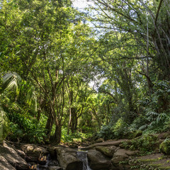 Auf dem Ka'au Crater Trail, Oahu, Hawaii