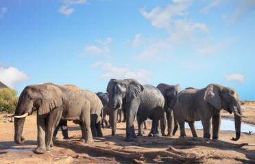 Herd of african elephants visiting the camp to relax and take a drink in the mid-day sun, with a pale blue clear sky, Nehimba, Hwange National Park, Zimbabwe