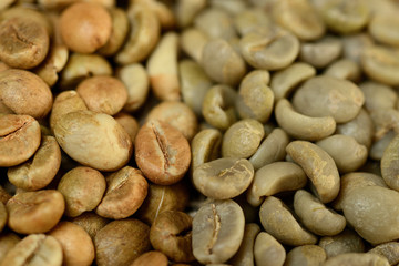 green grains of arabica and robusta, comparison of grains. on burlap