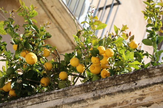 Ripe fruits at Lemon tree at Piazza duomo in Ortygia Syracuse, Sicily Italy 