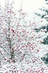Snowy rowan tree. Branches full of red berries.