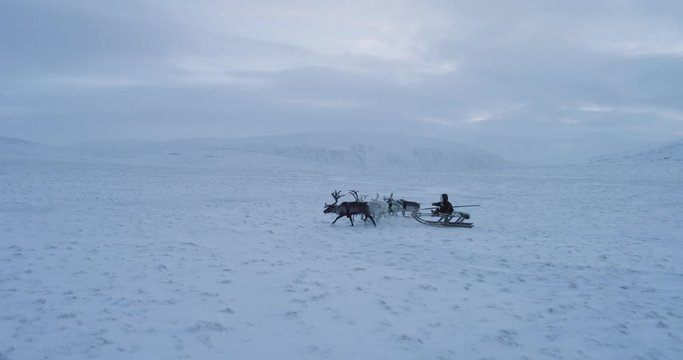 Siberian man in the tundra with his beautiful reindeers have a ride with sleigh amazing view from drone,