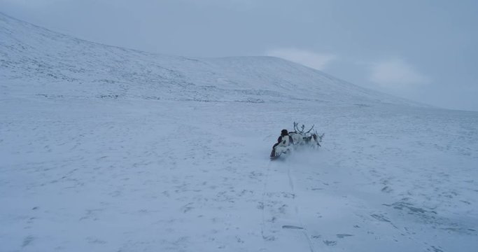 Reindeers running in the middle of field in Arctic , man have a ride with sleigh. 4k