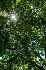 Sunlight filtering through forest canopy in The Netherlands