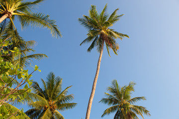 Obraz na płótnie Canvas Palm Trees at Paradise Beach
