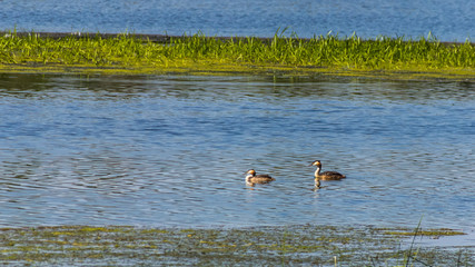 Great Crested Grebe swimming with reflections