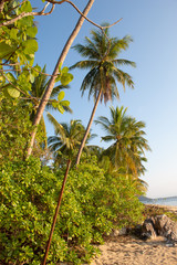 Fototapeta na wymiar Palm Trees at Paradise Beach