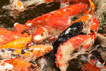 Obraz na płótnie Canvas Koi Carp feeding frenzy in Asia