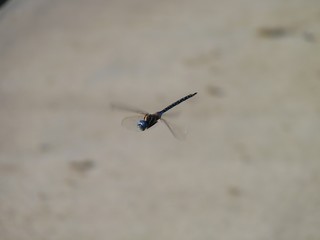 Blue-eyed Darner, Aurora, Colorado, USA