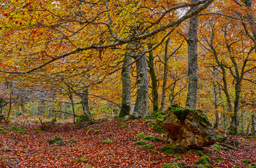 Obraz premium Kolorowy las jesienią